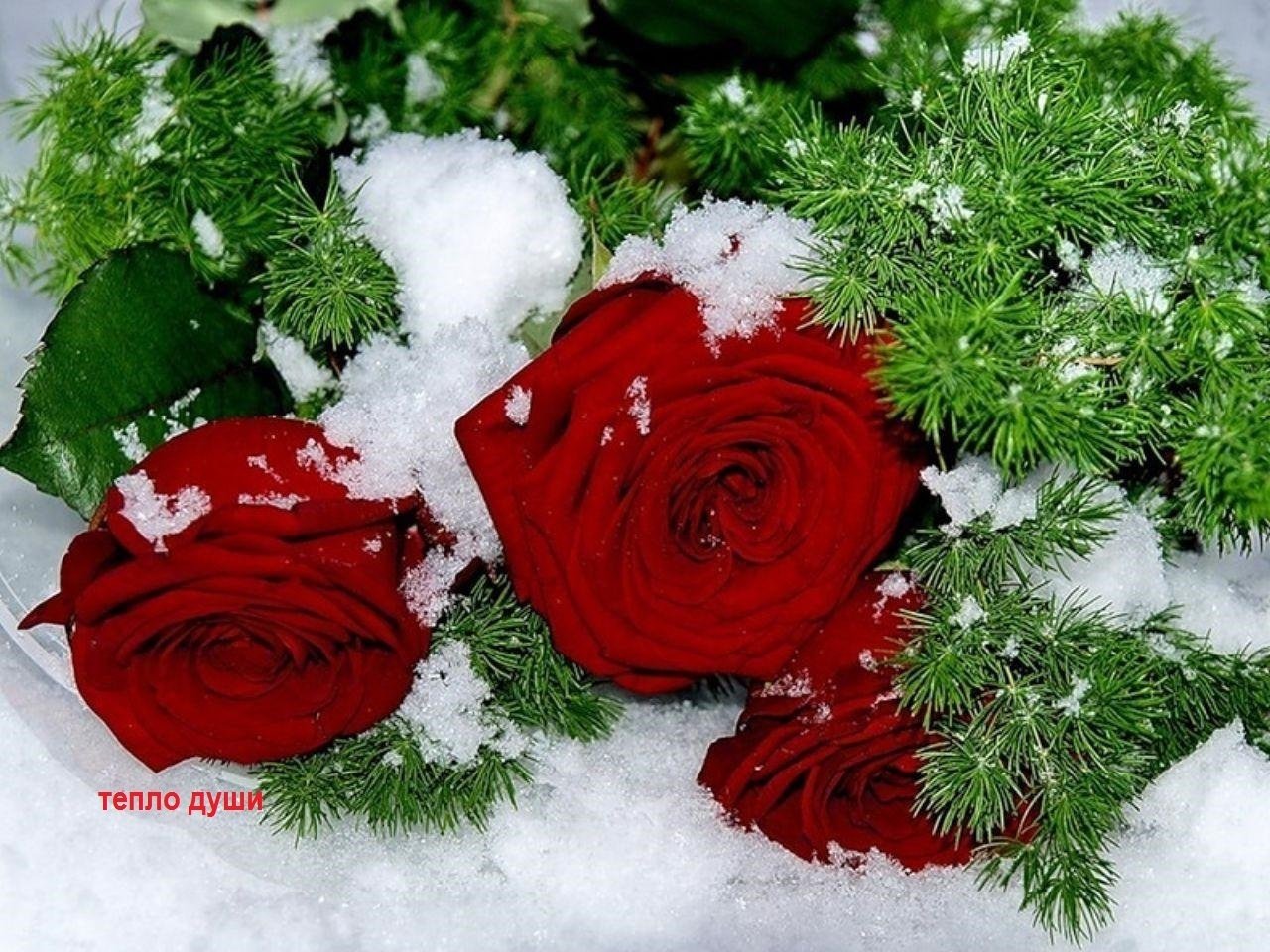 розы на морозе с днем рождения фото